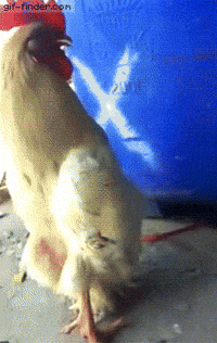 1000004025.gif