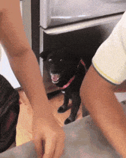 1739030163477.gif