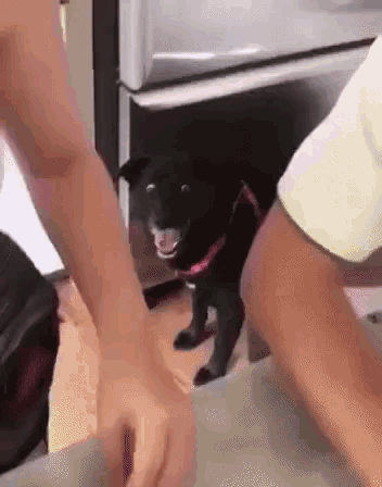 1768301779575.gif