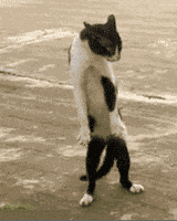 200.gif
