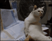 232420007.gif