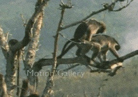 5542.gif