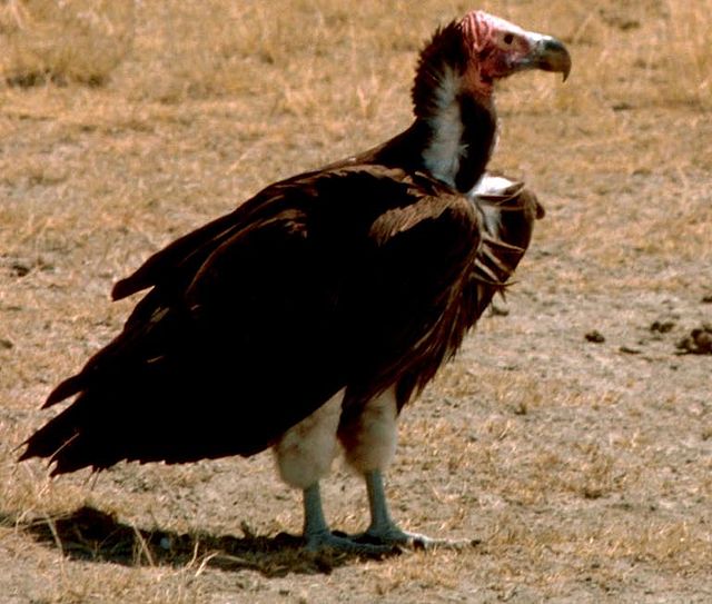 640px-Nubianvulture.jpeg