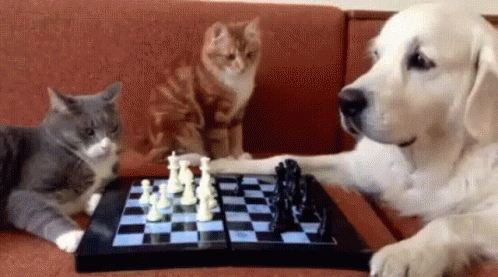 animals and chess.gif