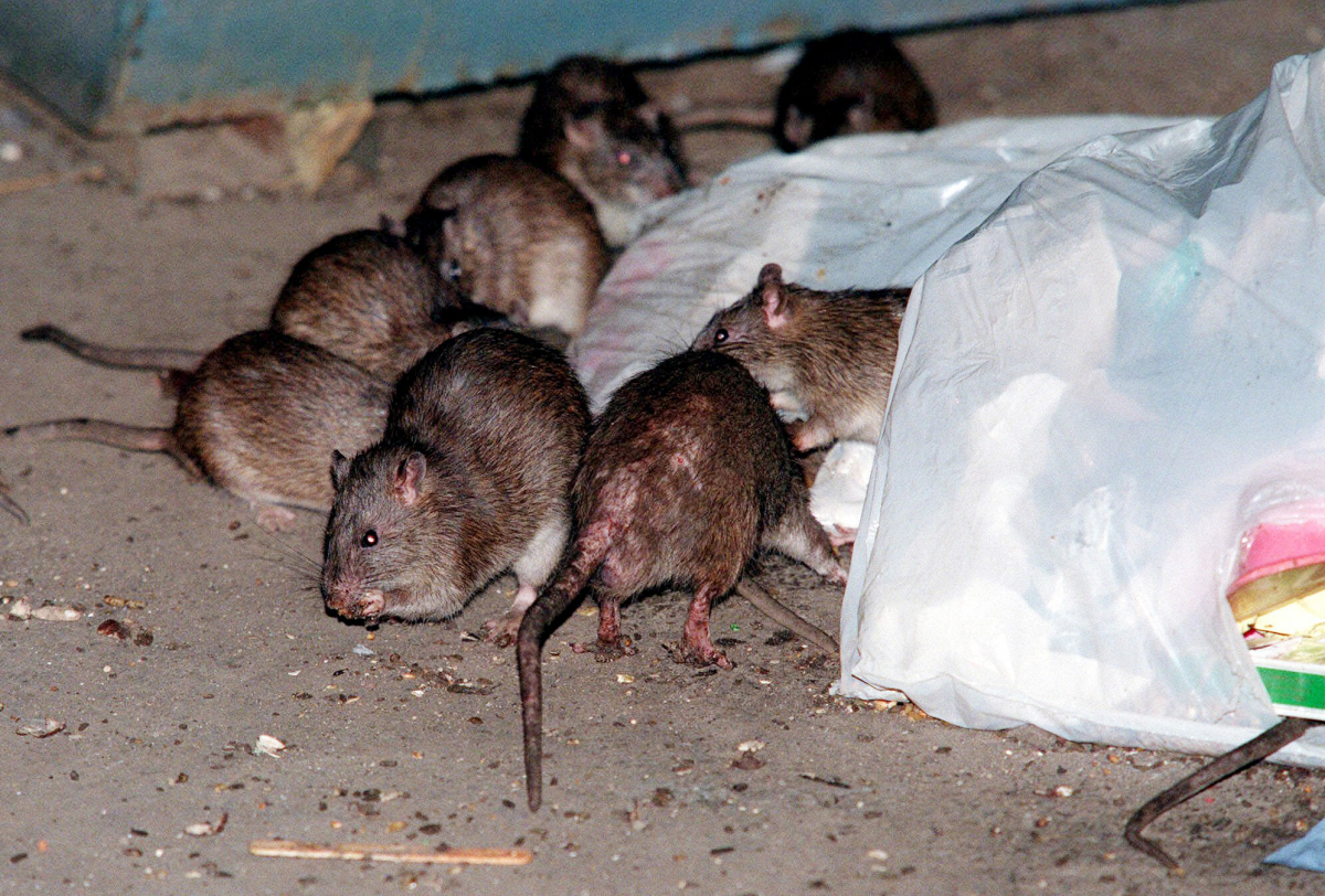 ap_superstorm_rats_54354799.jpg