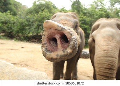 beautiful-nostrils-elephant-on-trunk-260nw-1858631872.jpg