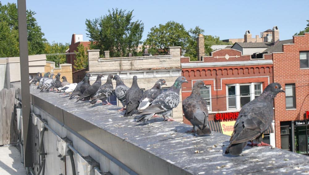 bird-poop-1.jpg