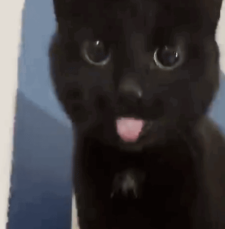 black-cat-cat-tongue.gif