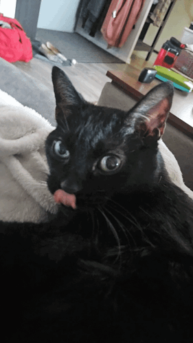 cat-black.gif