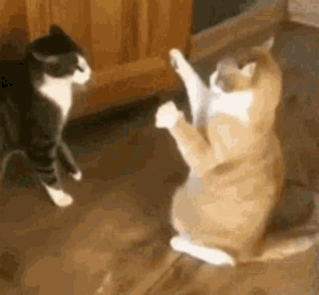 cat-falling.gif