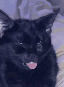 cat-lick.gif