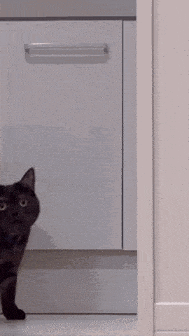 cat-stare2.gif