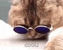 cool-cat.gif