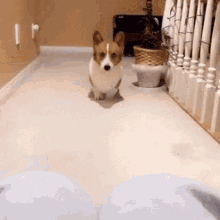 cute-corgi.gif