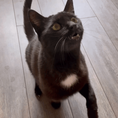 diekatzlei-die-katzlei.gif