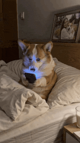 dog-bed.gif
