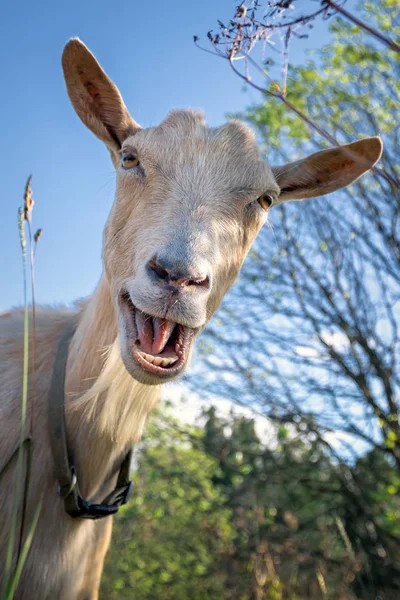 goat1.jpg