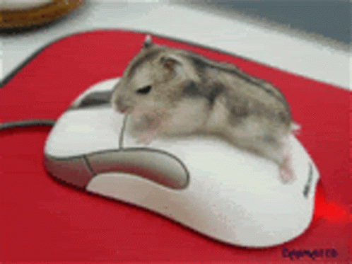 hamster-grind.gif