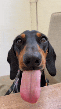 IMG_1232.gif