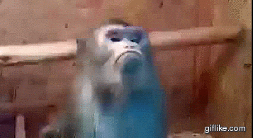 IMG_1336.gif