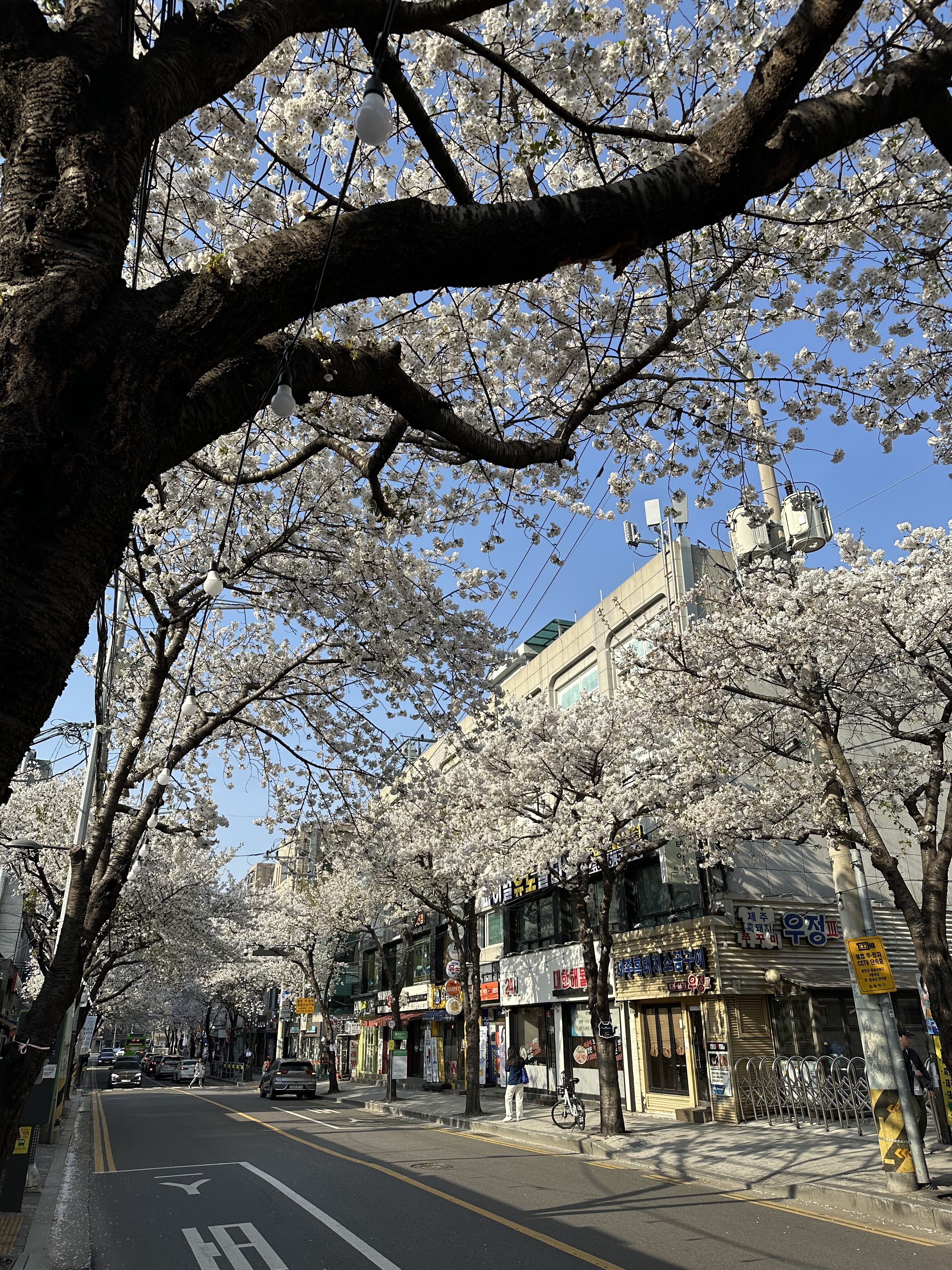 IMG_5290.jpeg