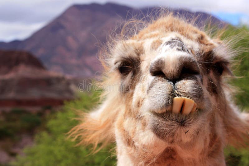 lama.jpg