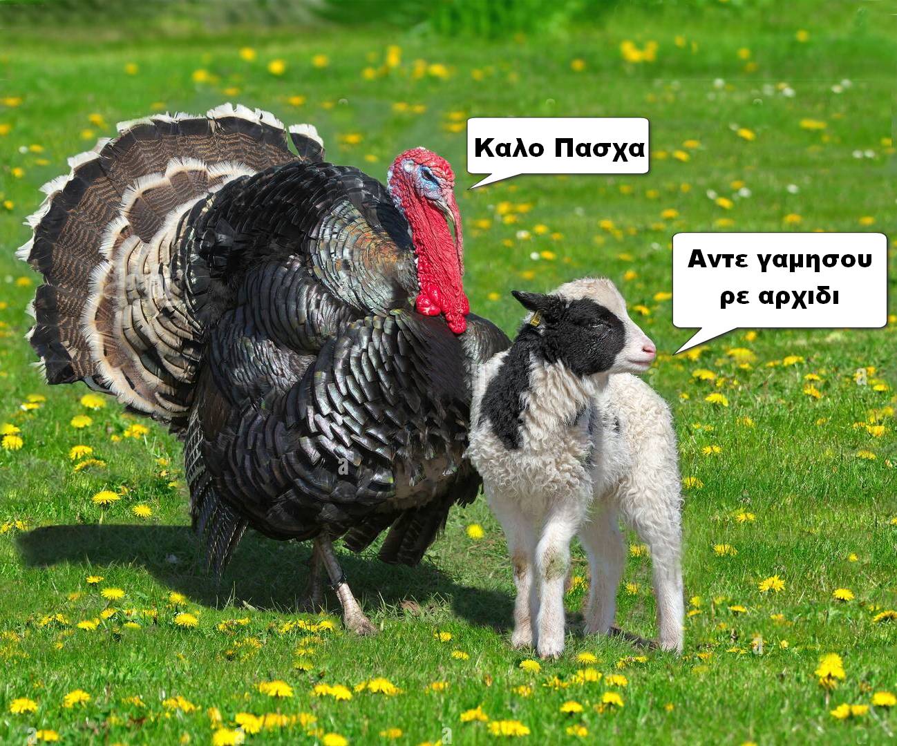 lamb.jpg