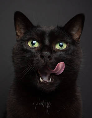 lick_cat.jpg