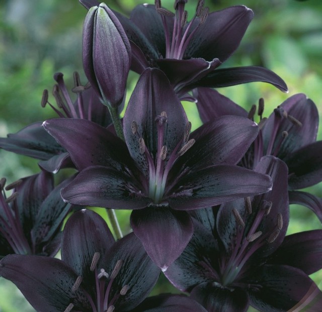 lilium-asiaticus-black-lily.jpg