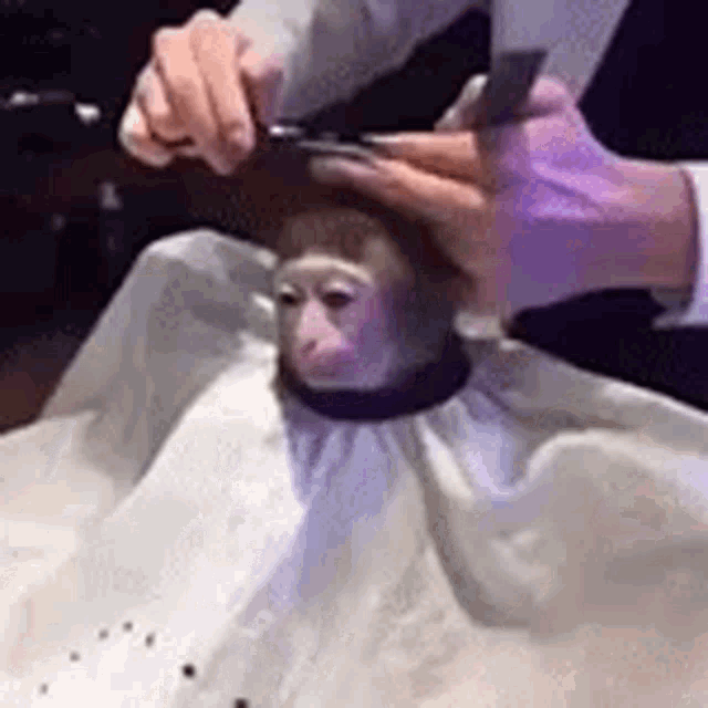 monkey-haircut.gif