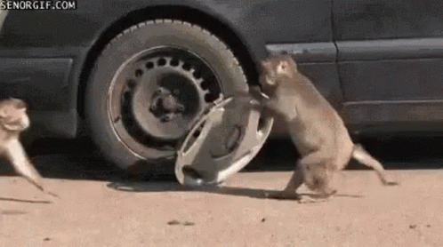 monkey-thief.gif