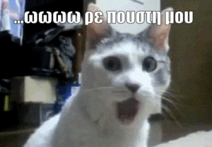 shockedcatGIF1-ezgif.com-added-text.gif