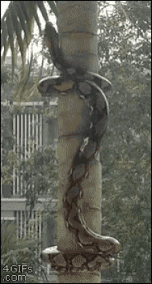 snake-creepy.gif