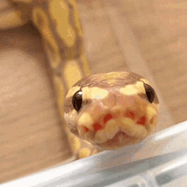 snakes-animal.gif